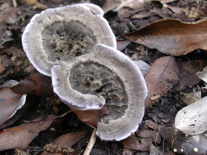 876 Dicembre vecchio ritrovamento